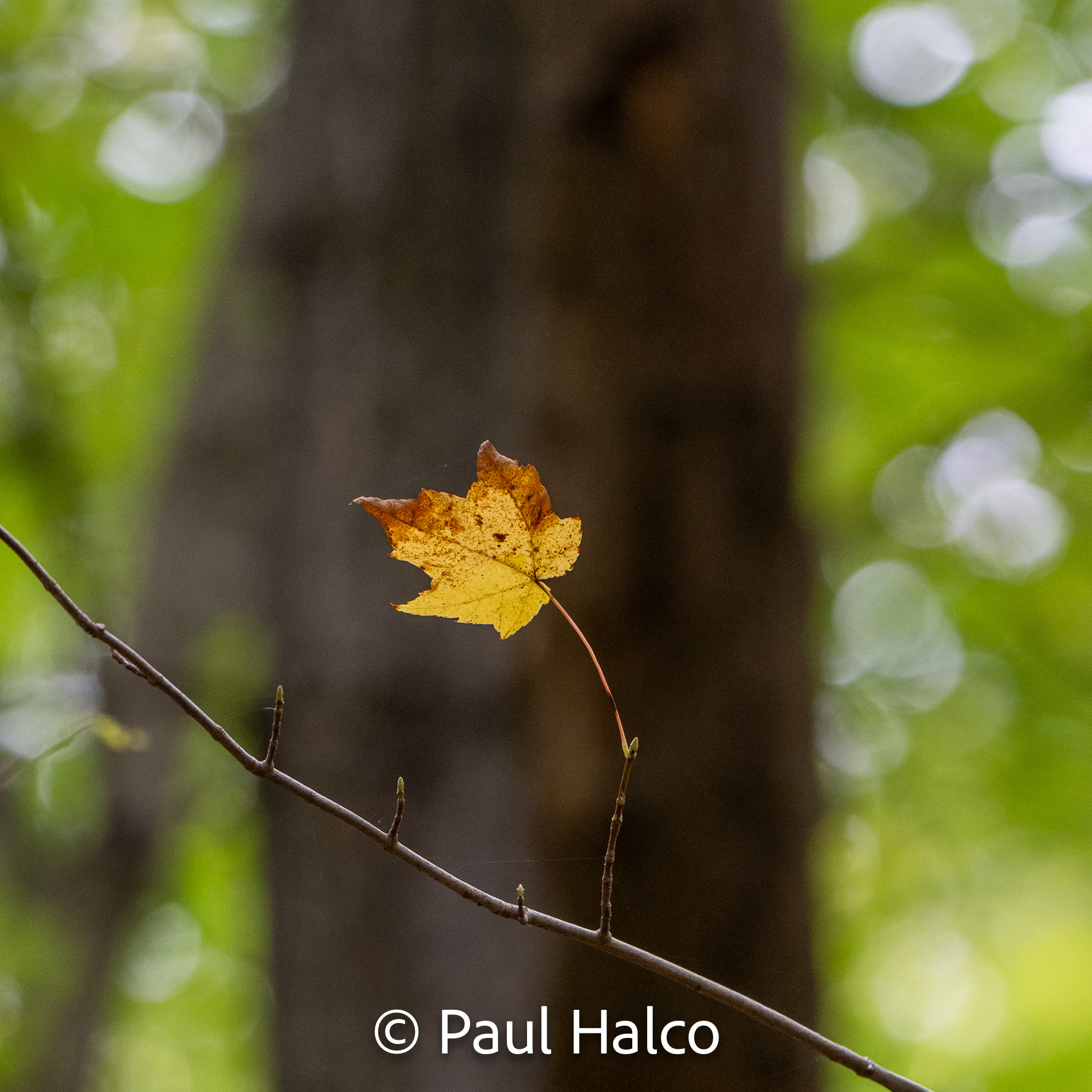 Paul Halco - Indiana Dunes NP-1